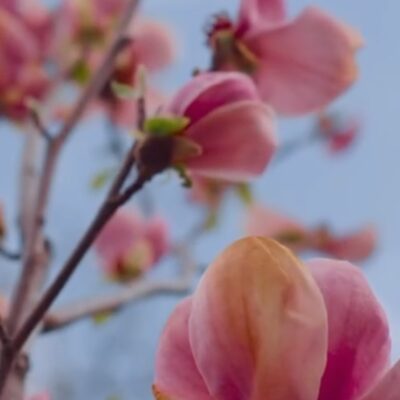 Welcome, Spring