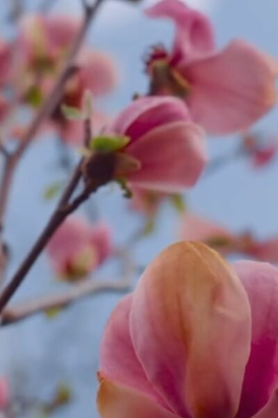Welcome, Spring