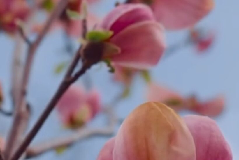 Welcome, Spring